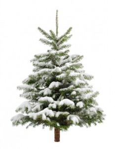 Tannenbaum_Weihnachtsbaum_Basel